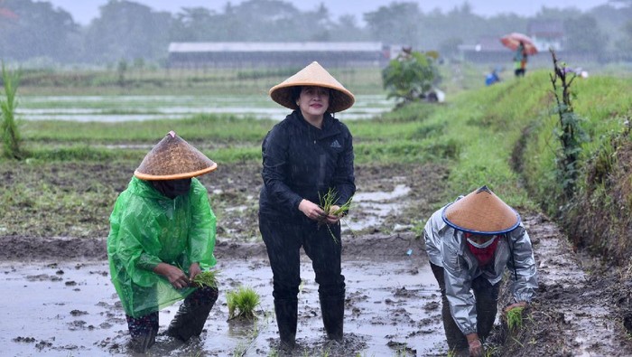 Bu Susi Sentil Puan: Tanam Padi kok Pas Hujan, Biasanya Petani Menanam Padi Tidak Hujan-hujanan